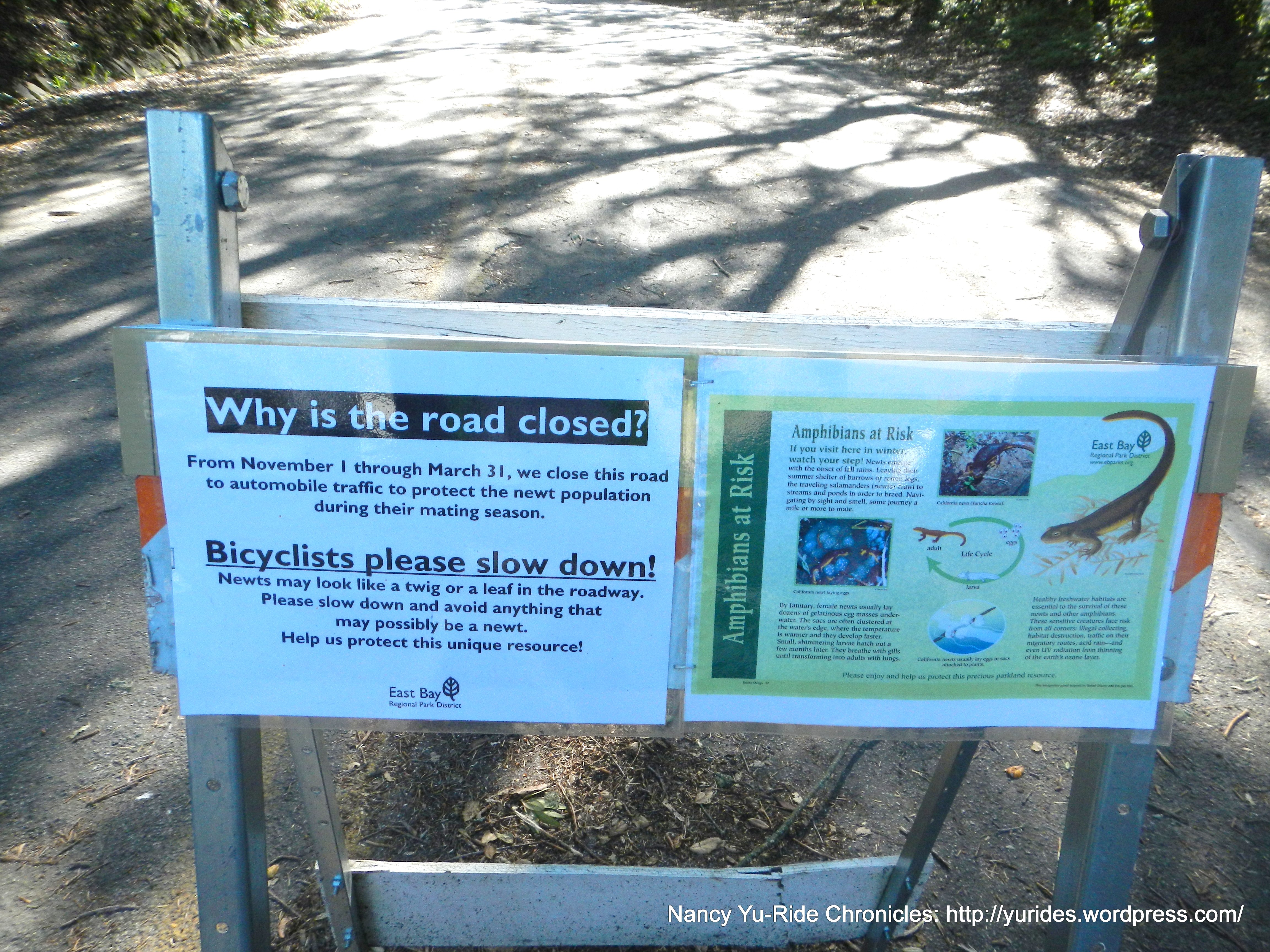 road closure-newt mating