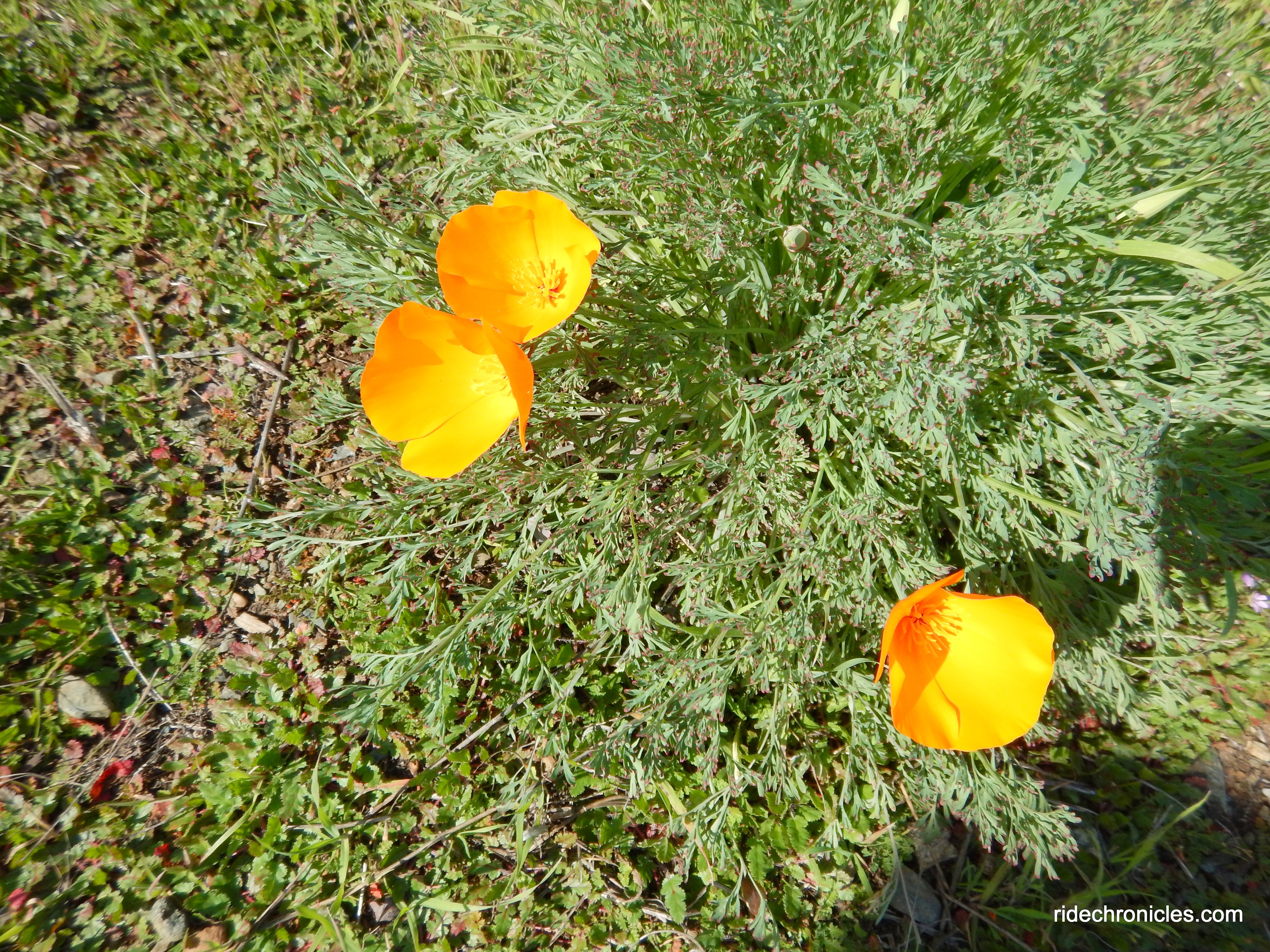 poppies