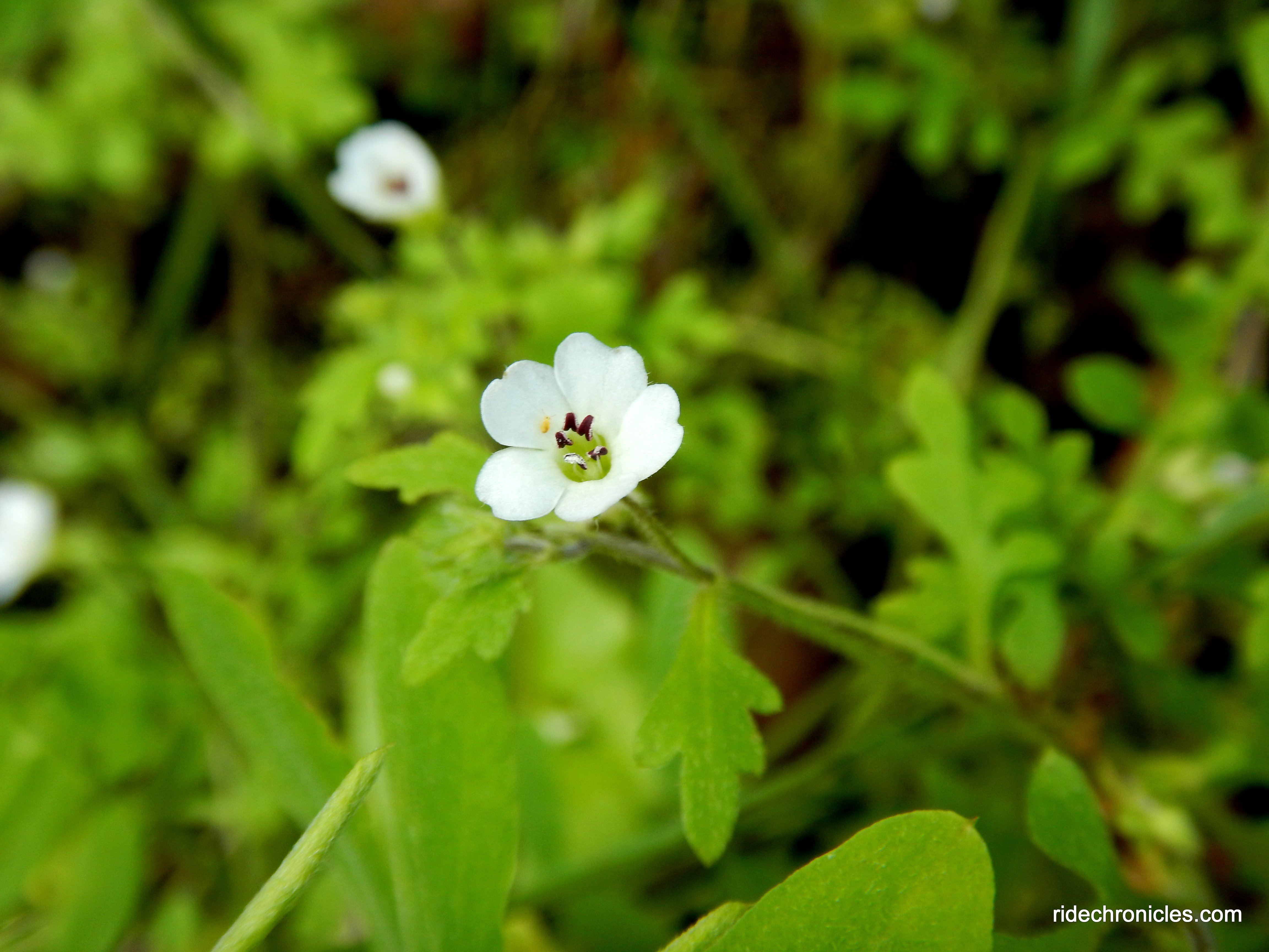 wildflowers