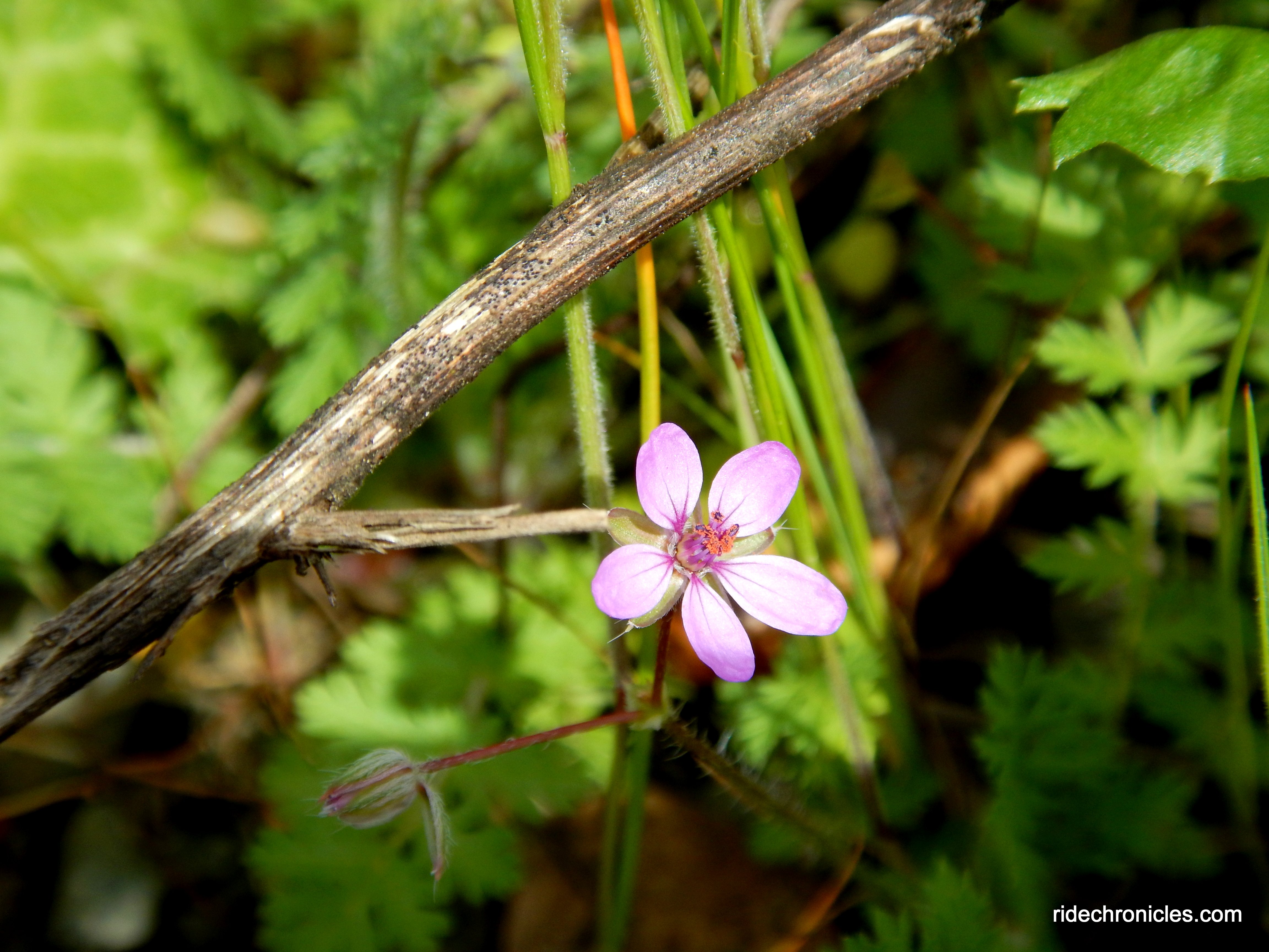 wildflowers