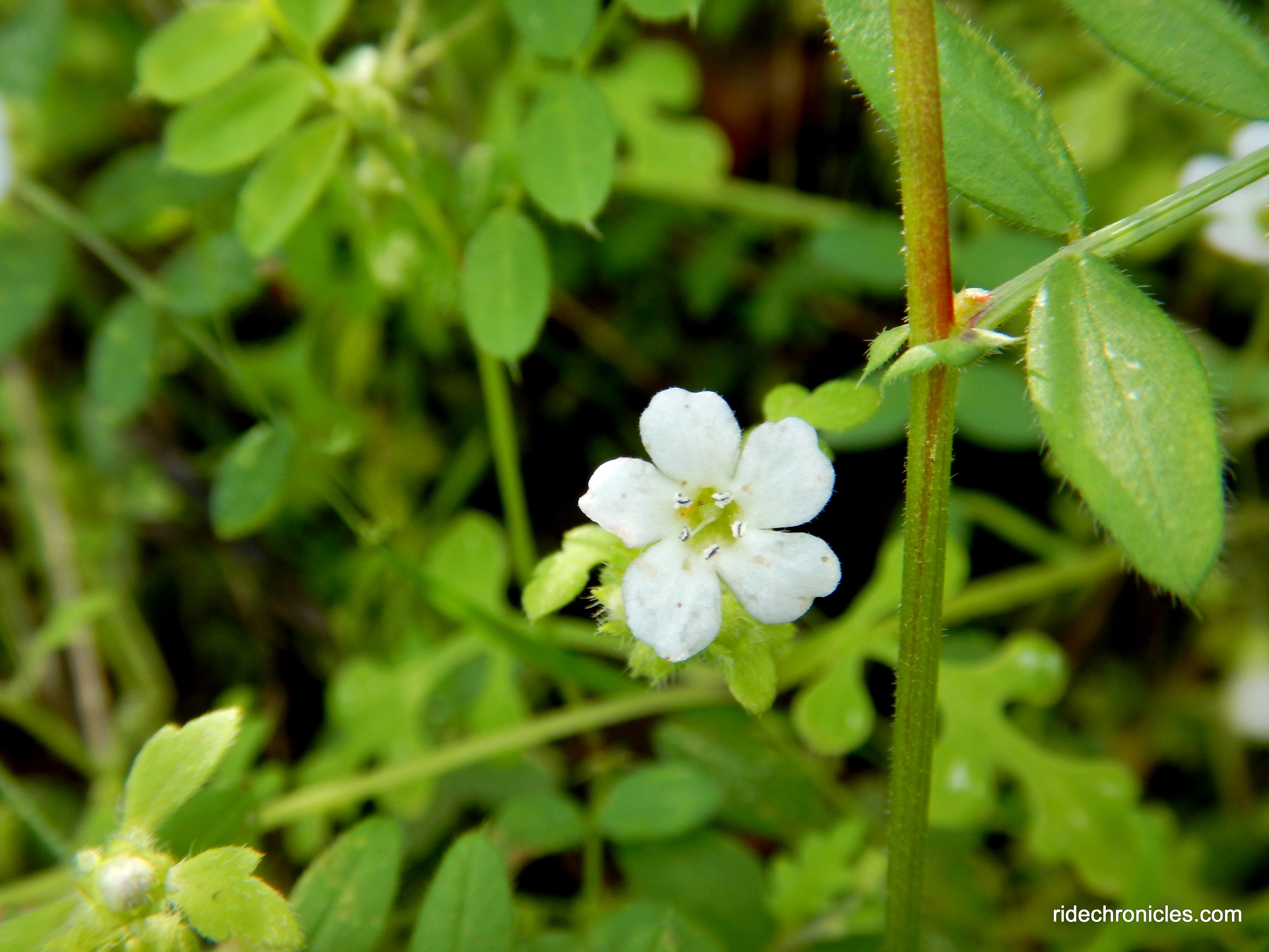 wildflowers