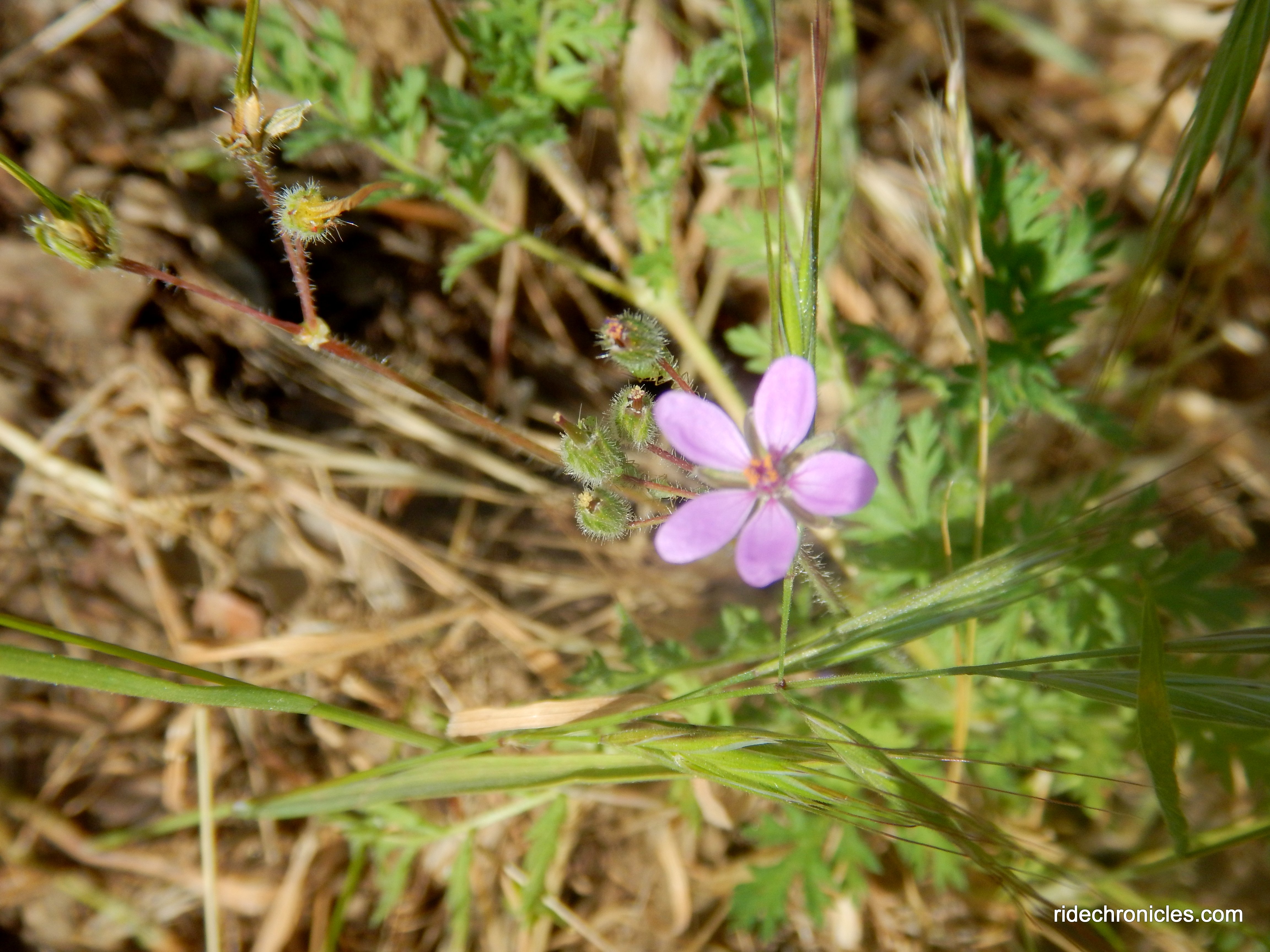 wildflowers