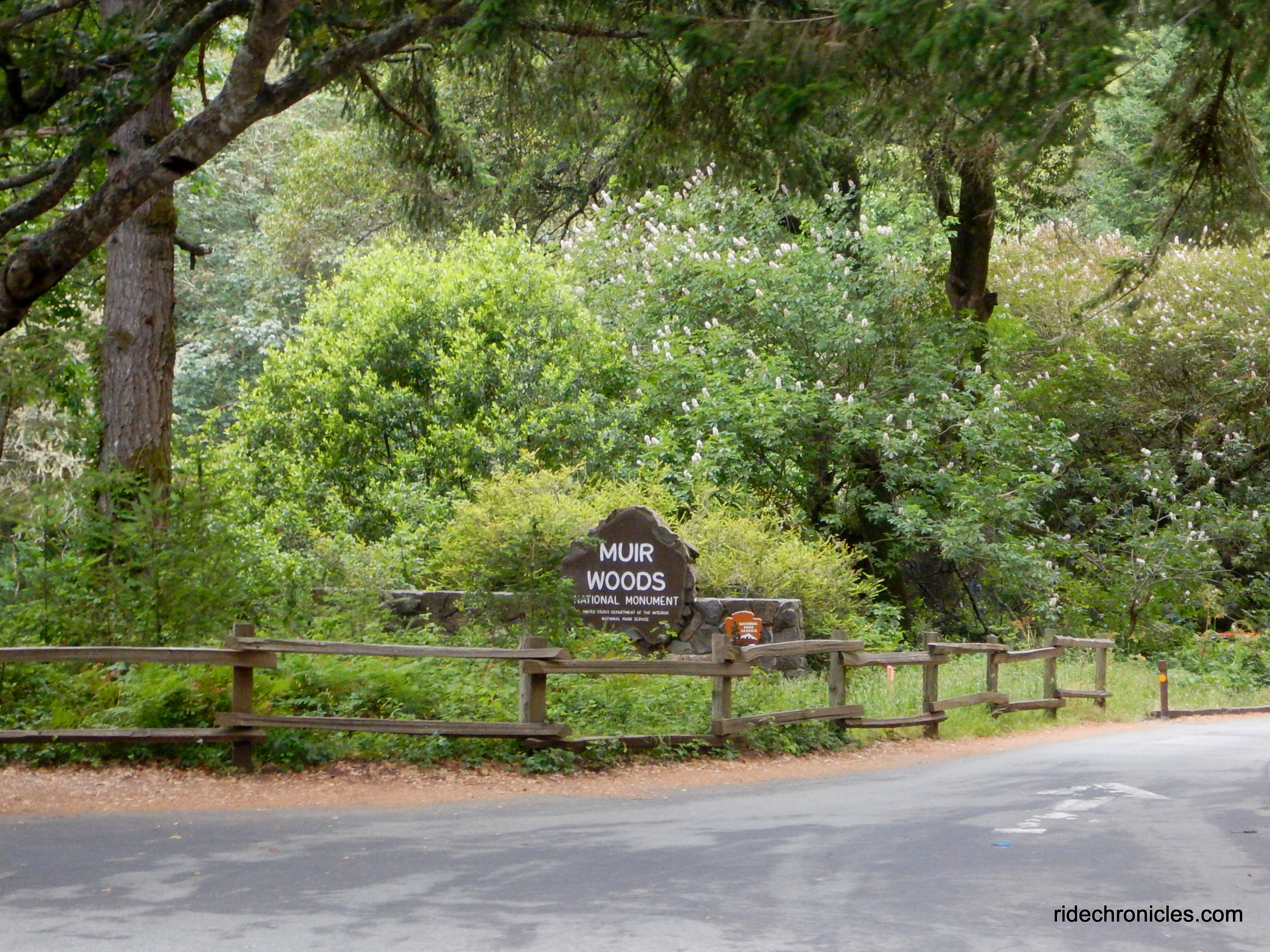 muir woods