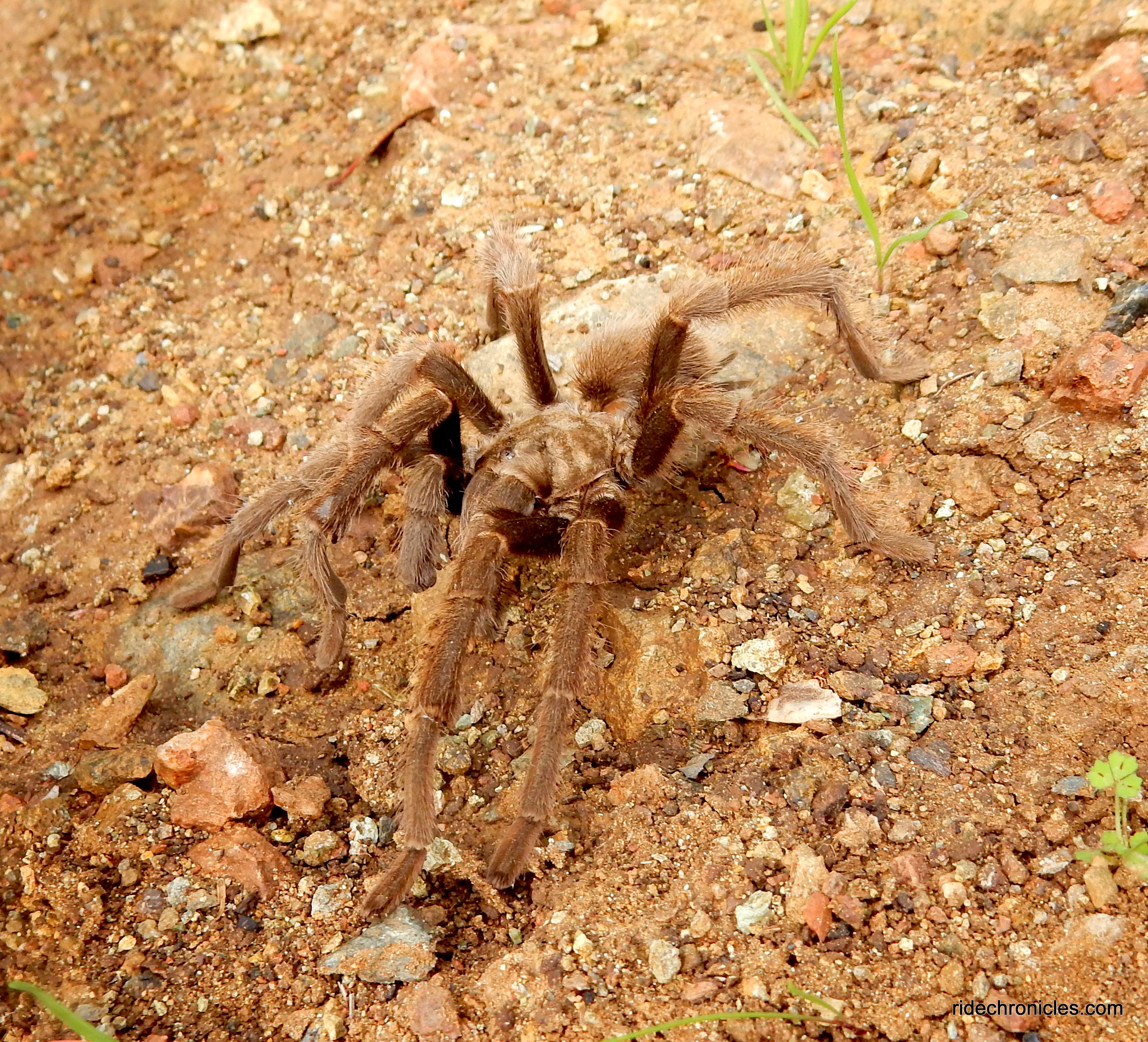 tarantula