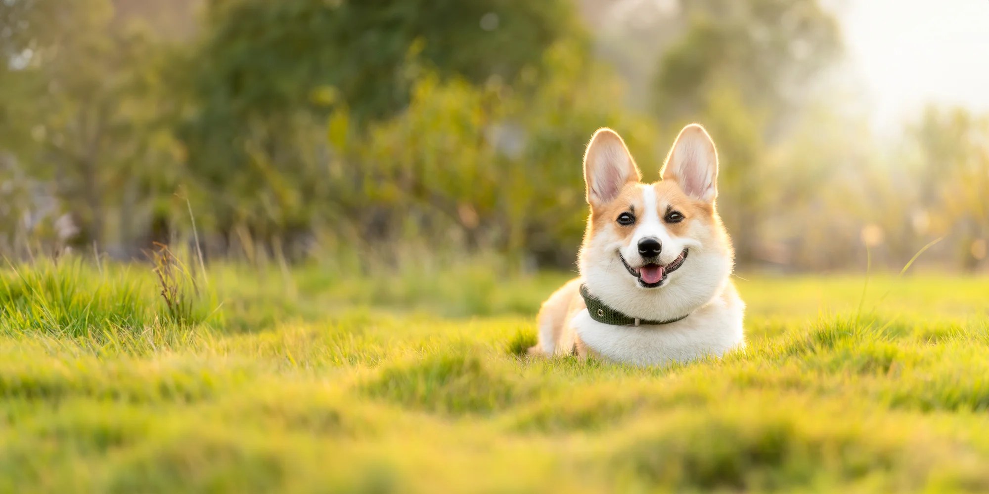 Veterinary appointment in ridgefield park, nj