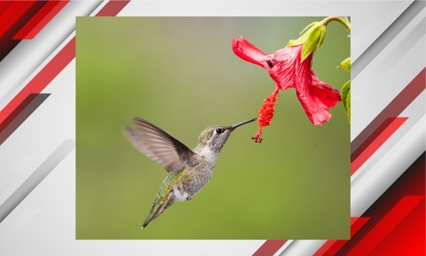 Humming Bird