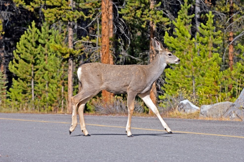 Young Mule Deer Buck crossing road