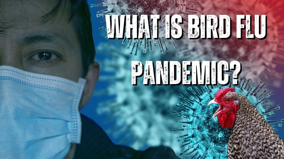 What is Bird Flu Pandemic?