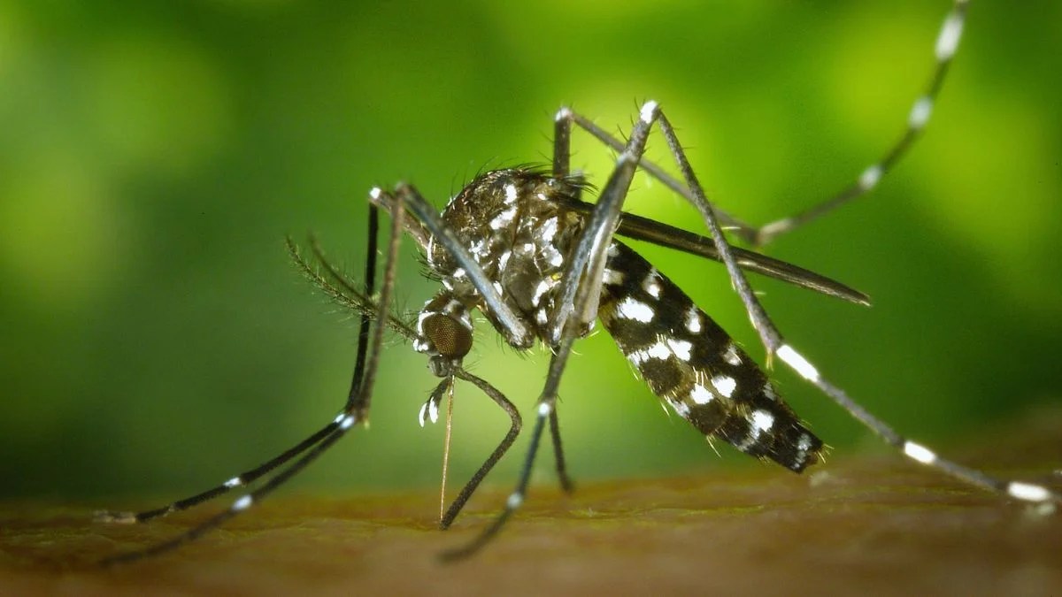 massachusetts lockdown mosquitoes EEE Virus