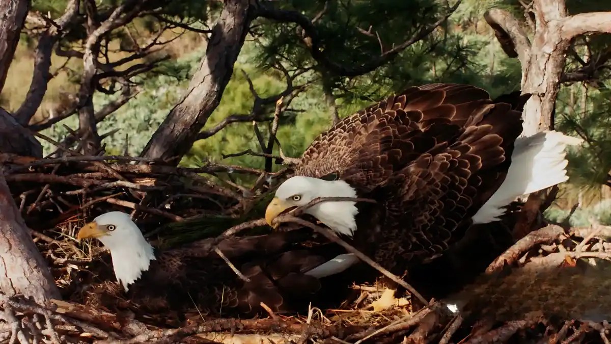 Big Bear Valley Bald Eagles Nesting