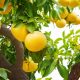 Grapefruit-Valuable to Whom?