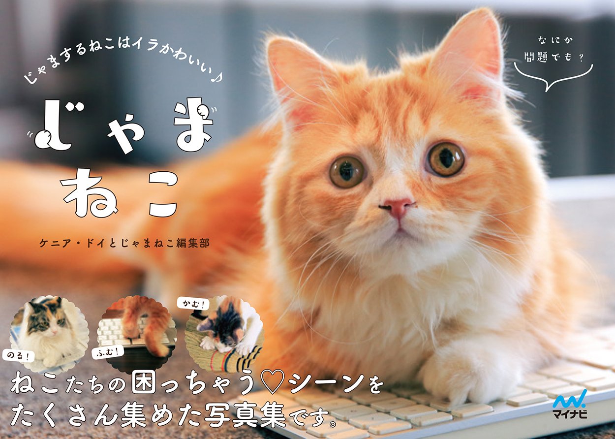 Culture shock in Japan: Nyan Tama – Home in Hokkaido