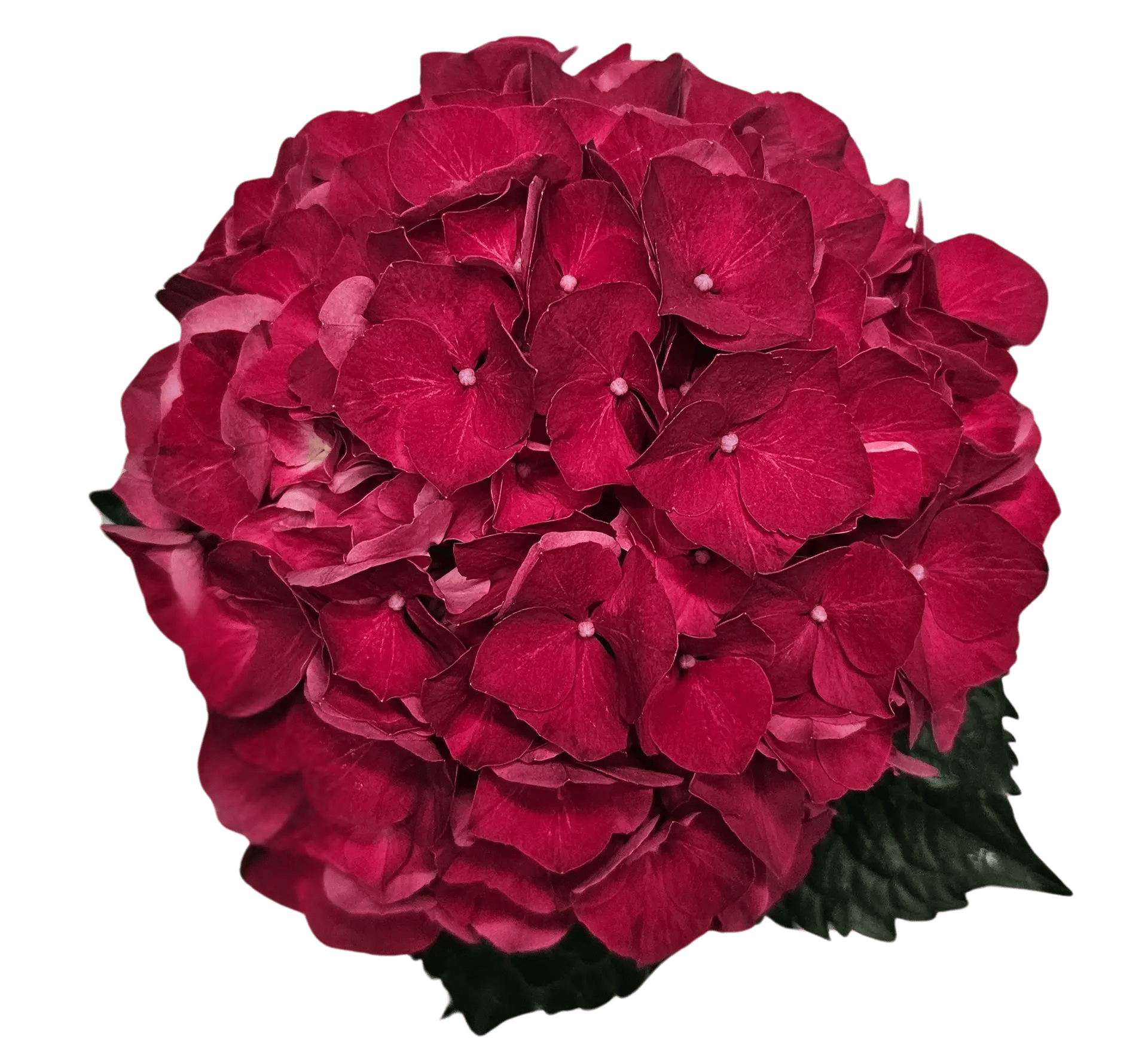 Hydrangea Trophy