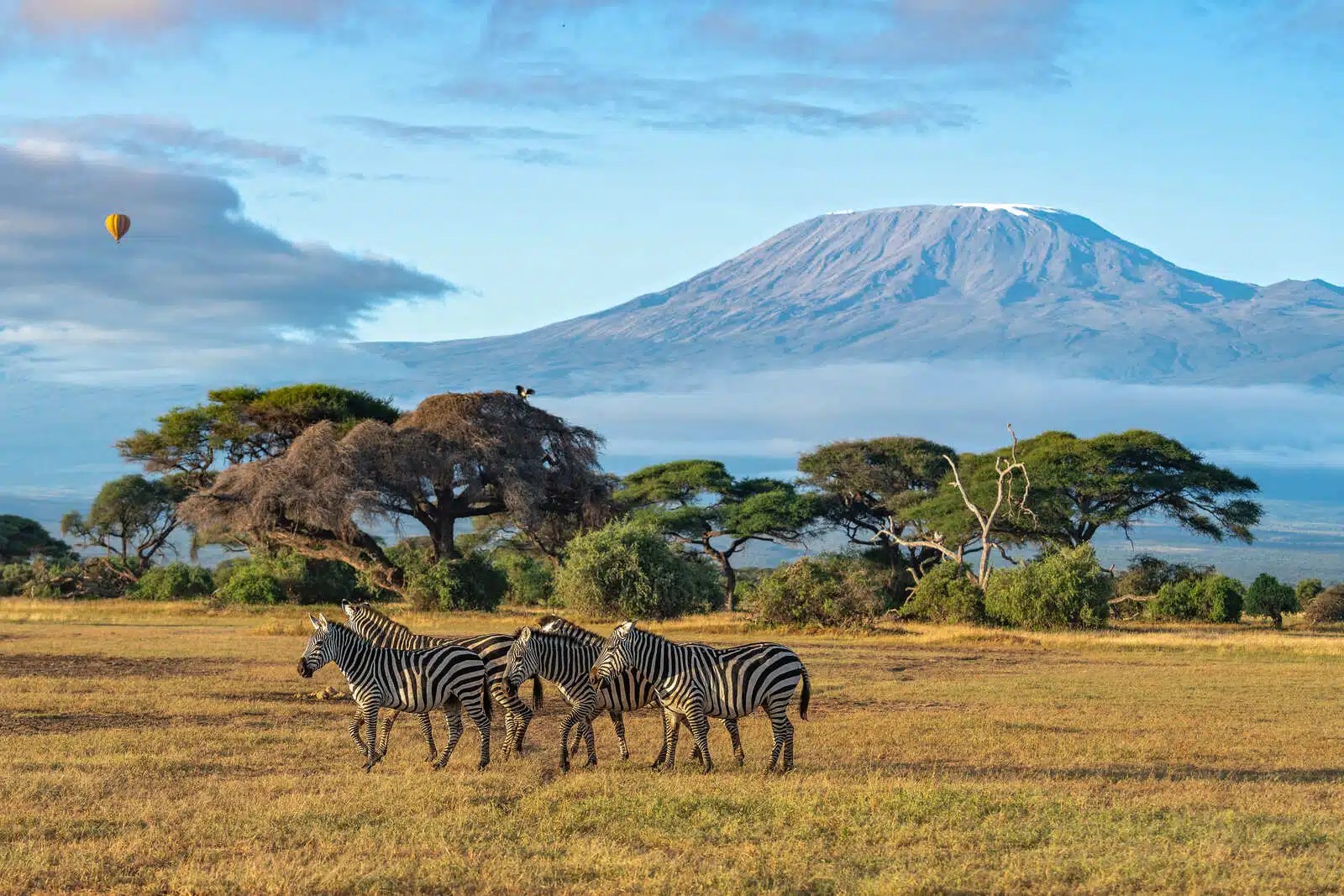 Ringo Safaris Kenya