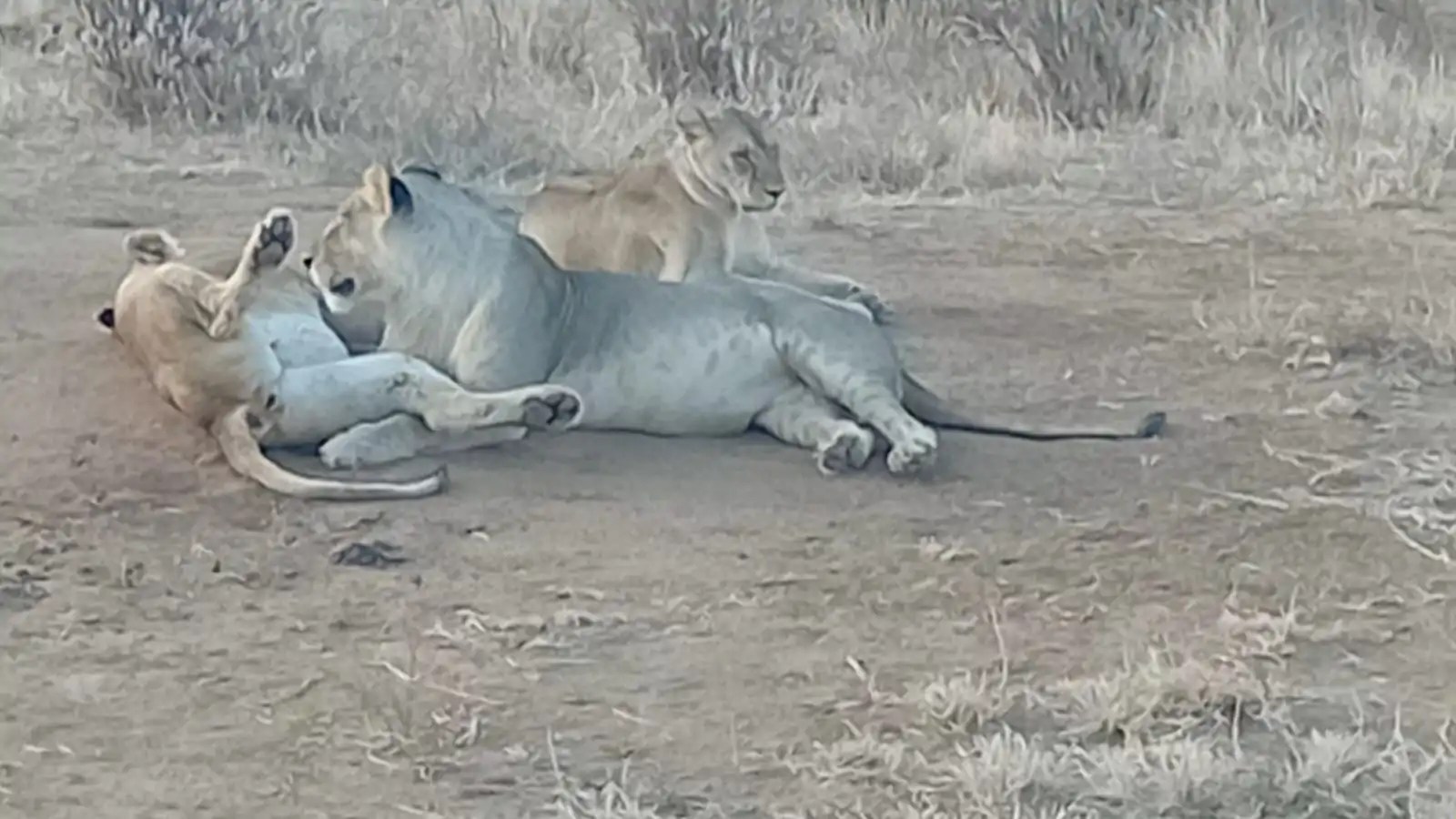 safari trips in Kenya