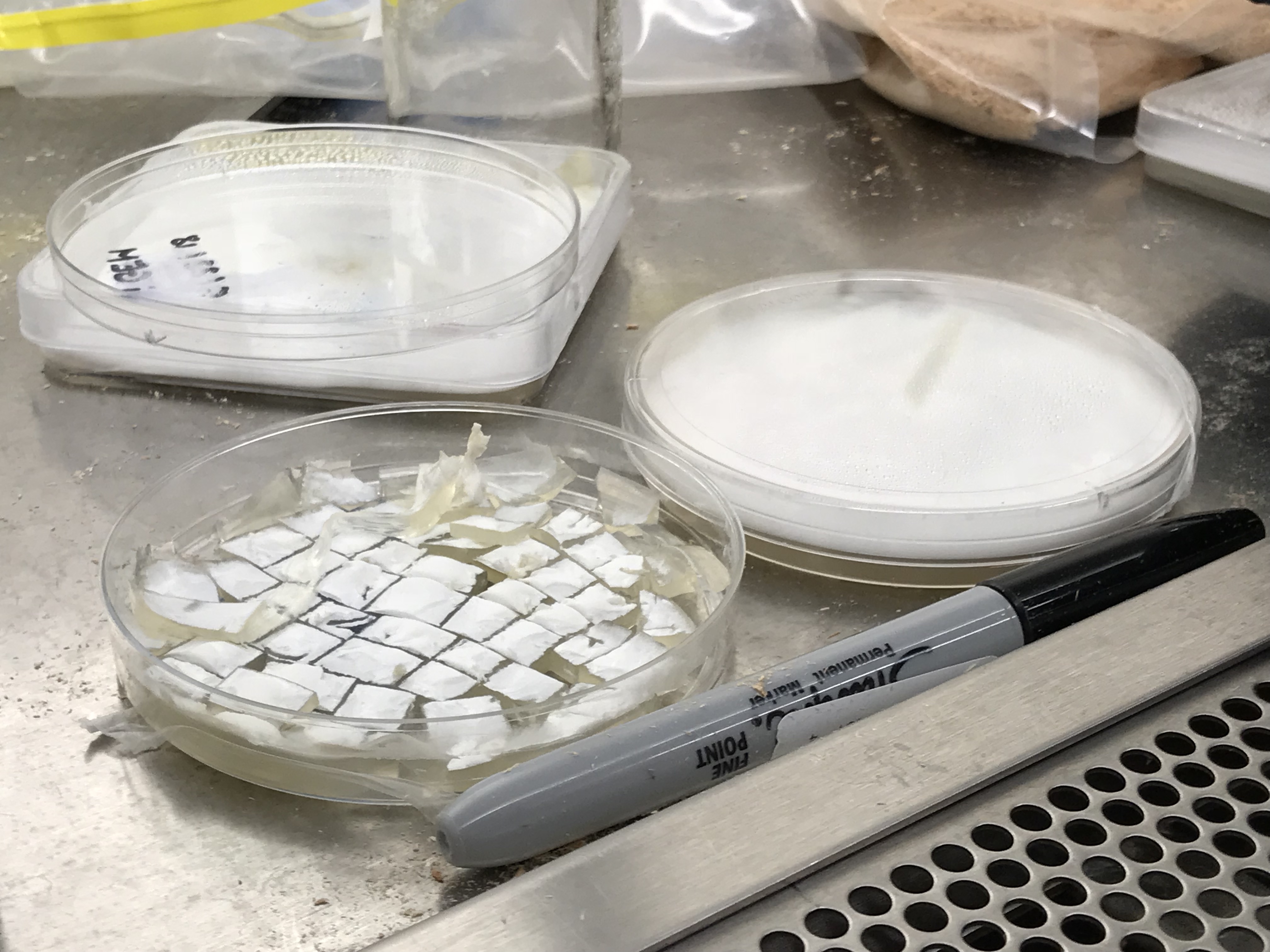 Plate is chopped up into smaller pieces