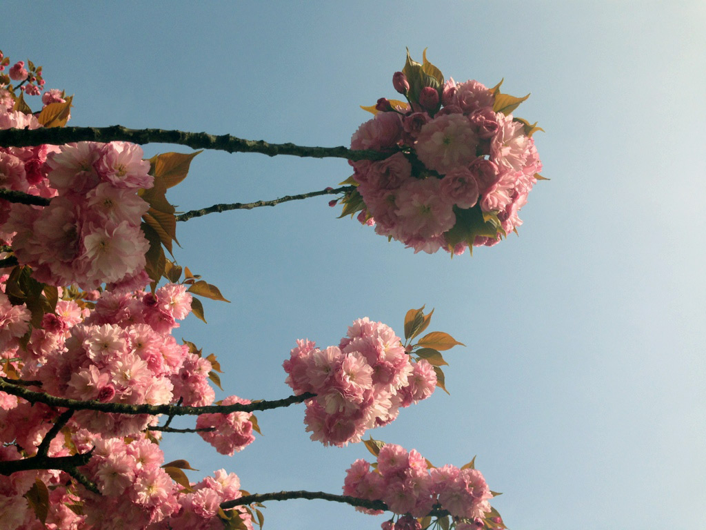 primavera