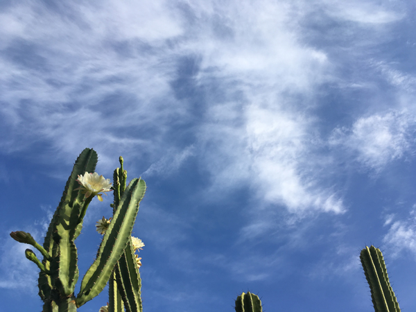 Embracing summer in the desert