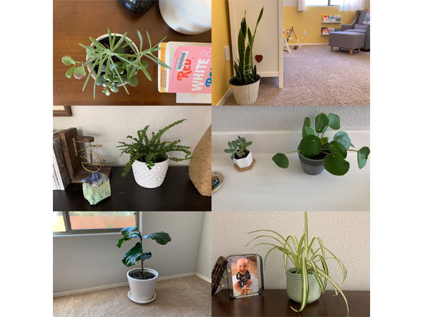 Houseplant Tour