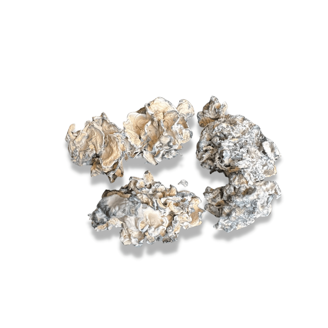 R+r: ultimate guide to enigma cubensis mushrooms