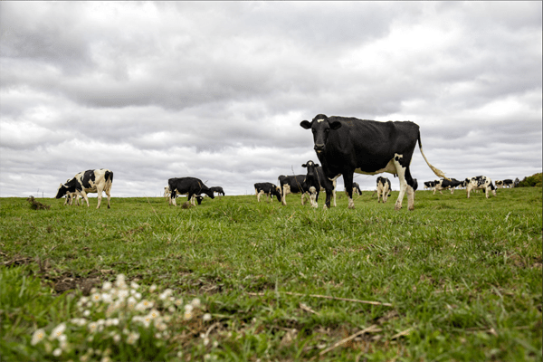 The Shifting Dairy Market: Unlocking the Power of Protein (2026)