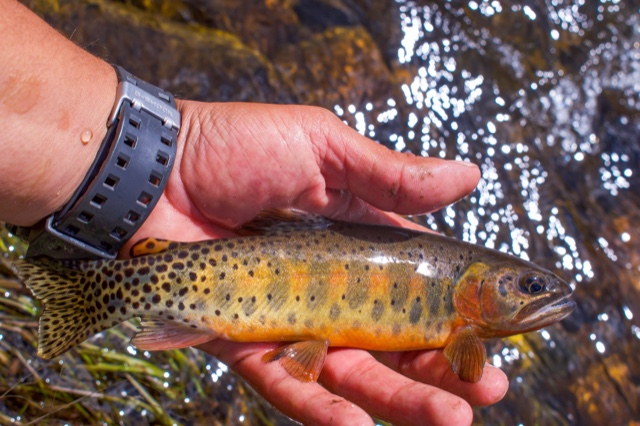 Blue Yonder Fly Fishing