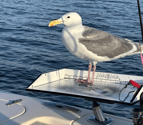 Seattle Fishing Charters