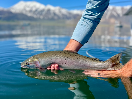 Wild Fly Anglers
