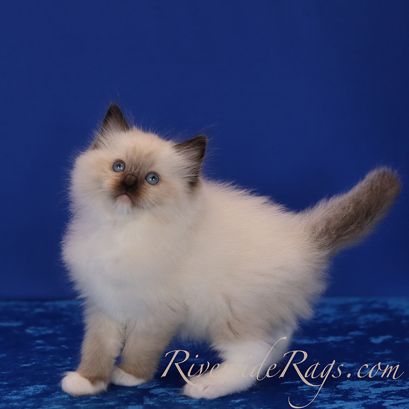 Seal Mitted ragdoll kitten - Rigel