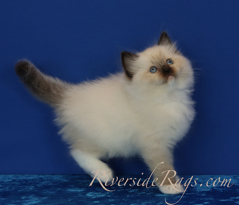Seal Mitted ragdoll kitten - Rigel