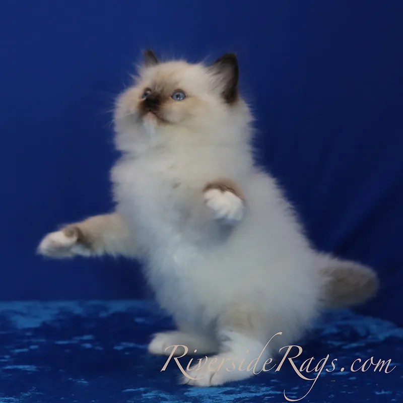 Seal Mitted ragdoll kitten - Rigel
