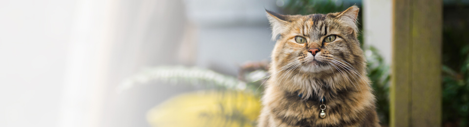 Riverstone animal hospital