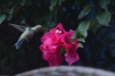 HummingBird.