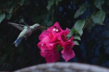 HummingBird.