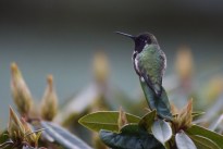 HummingBird2.
