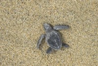 Olive Ridley Turtle.