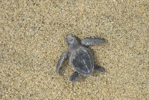 Olive Ridley Turtle.