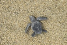 Olive Ridley Turtle.