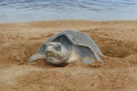 Olive Ridley Turtle2.