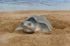 Olive Ridley Turtle2.