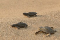 Olive Ridley Turtles2.