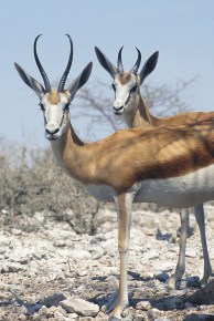 Springbok.