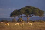 Springbok2.