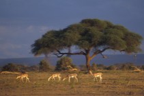 Springbok2.