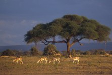 Springbok2.