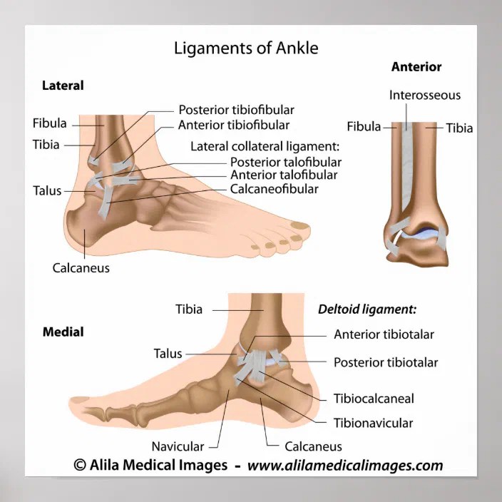pix Ankle Anatomy Labeled zazzle