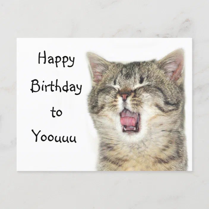 images Happy Birthday Kitten Pictures zazzle