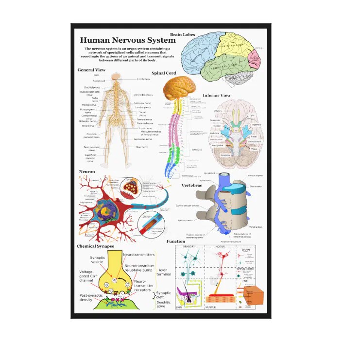 The nervous system is the body's inner communication system. Human Brain And Central Nervous System Diagram Canvas Print Zazzle Com