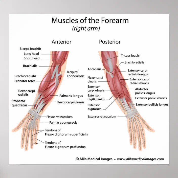 It is made up of 24 bones known as vertebrae, according to spine universe. Muscles Of Forearm Anterior And Posterior View Poster Zazzle Com