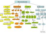 Macromolecules Flowchart